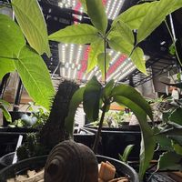 どんぐり,オキナワウラジロガシ,新芽,3段目の画像