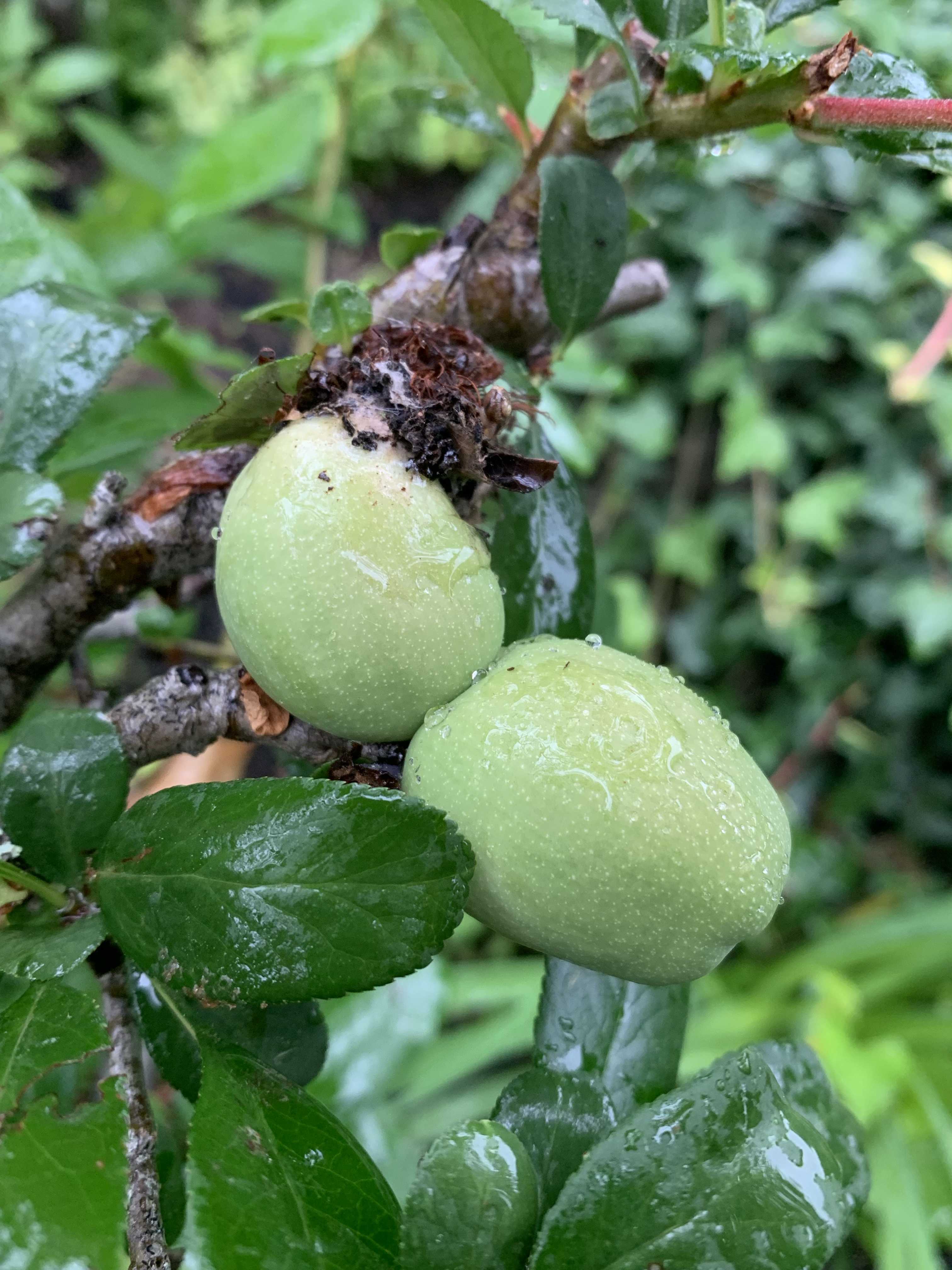 ボケの実 はちみつ漬け｜🍀GreenSnap（グリーンスナップ）