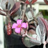 ヒューケラ,カランコエ プミラ,黄花アッツ桜の画像