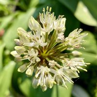 ギョウジャニンニク,庭の画像