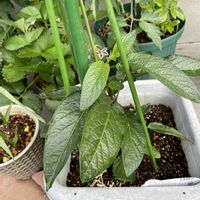 ペピーノ,夏野菜,やればできる子,初めての家庭菜園,はじめての観葉植物の画像