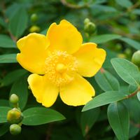 キンシバイ,ヒペリカム,黄色い花,ローズガーデン,観賞用の画像