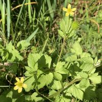 キツネノボタン,キツネノボタン,キツネノボタン,ケキツネノボタン,散歩の画像