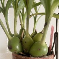 コエリア　ベラ,Coelia bella,Bothriochilus bellus,植え替え,洋ランの画像