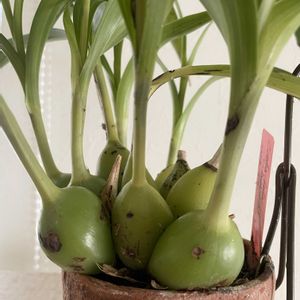 コエリア　ベラ,Coelia bella,Bothriochilus bellus,植え替え,洋ランの画像