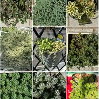 リトルミッシー,レモータ,白雪ミセバヤ,コーカサスキリンソウ,アトランティスの画像