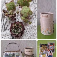 リプサリス,ホッテントッタ,オルビキュラリス,ユーフォルビア属,リプサリス ホリダの画像