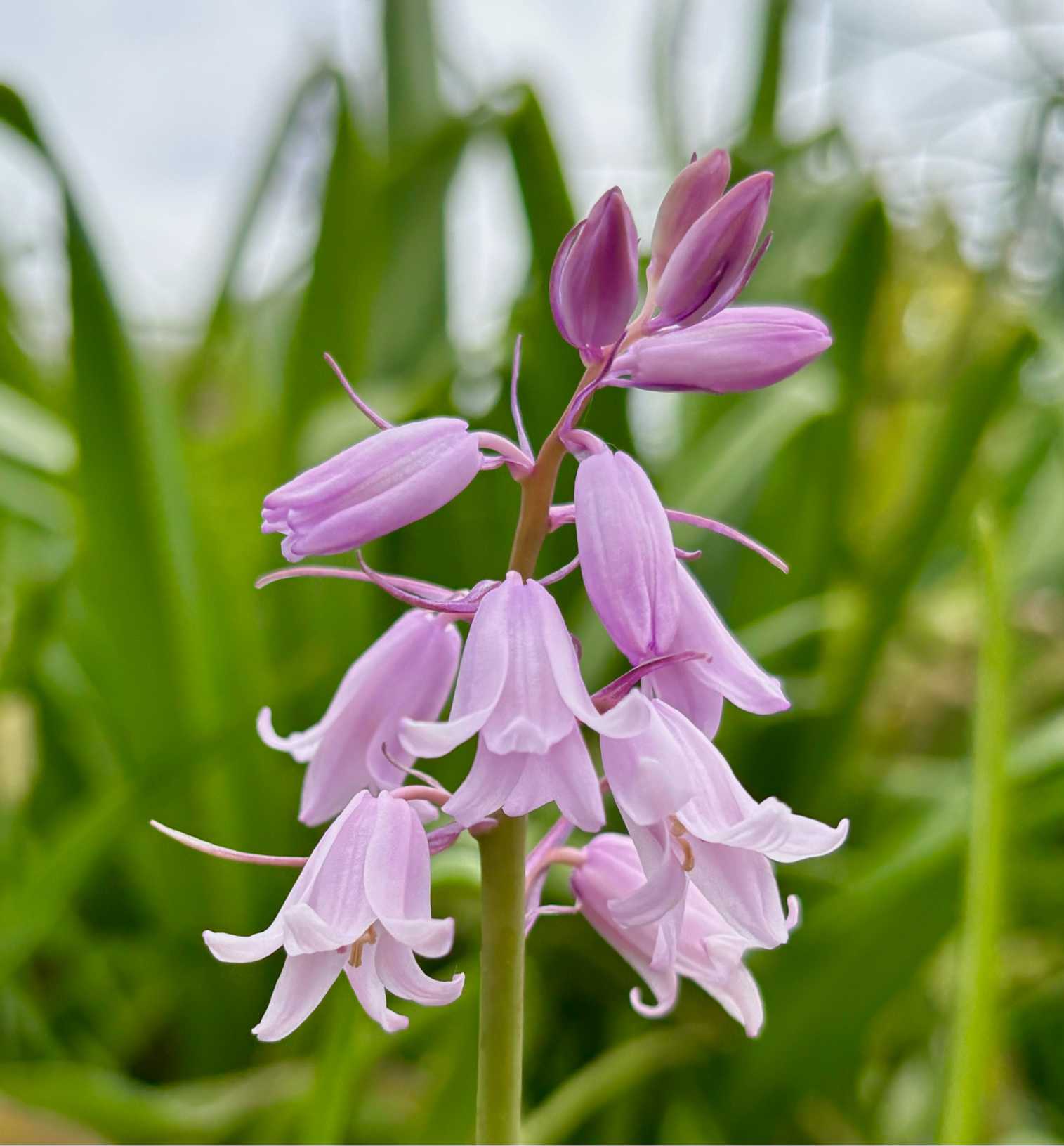 上野ファーム｜🍀GreenSnap（グリーンスナップ）