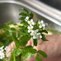 クレソンの画像