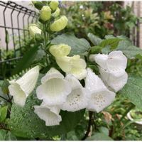 ニゲラ,オレガノ ケントビューティー,ジキタリス,かわいい,富士山の画像