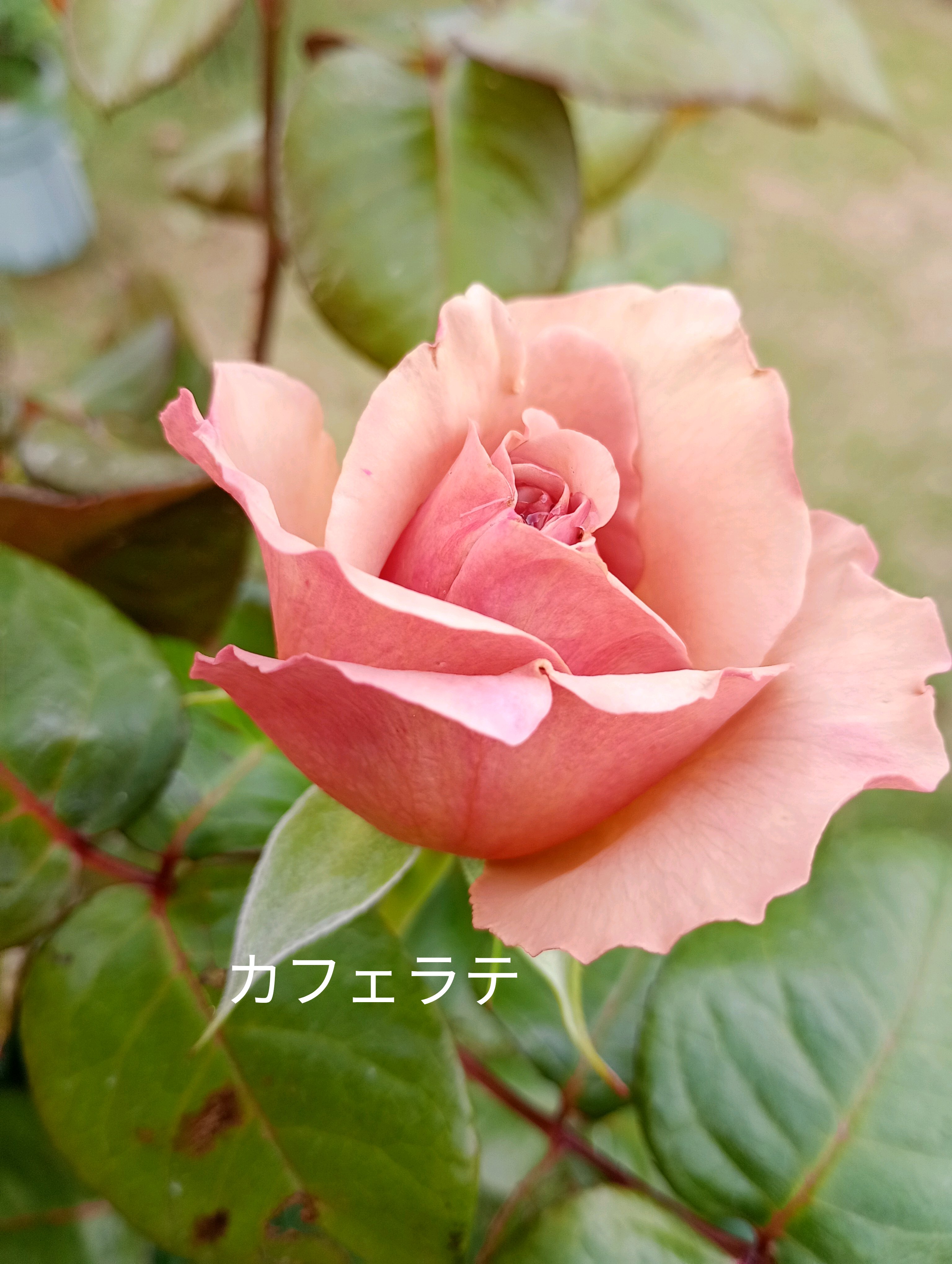 茶色、ベージュのバラ｜🍀GreenSnap（グリーンスナップ）