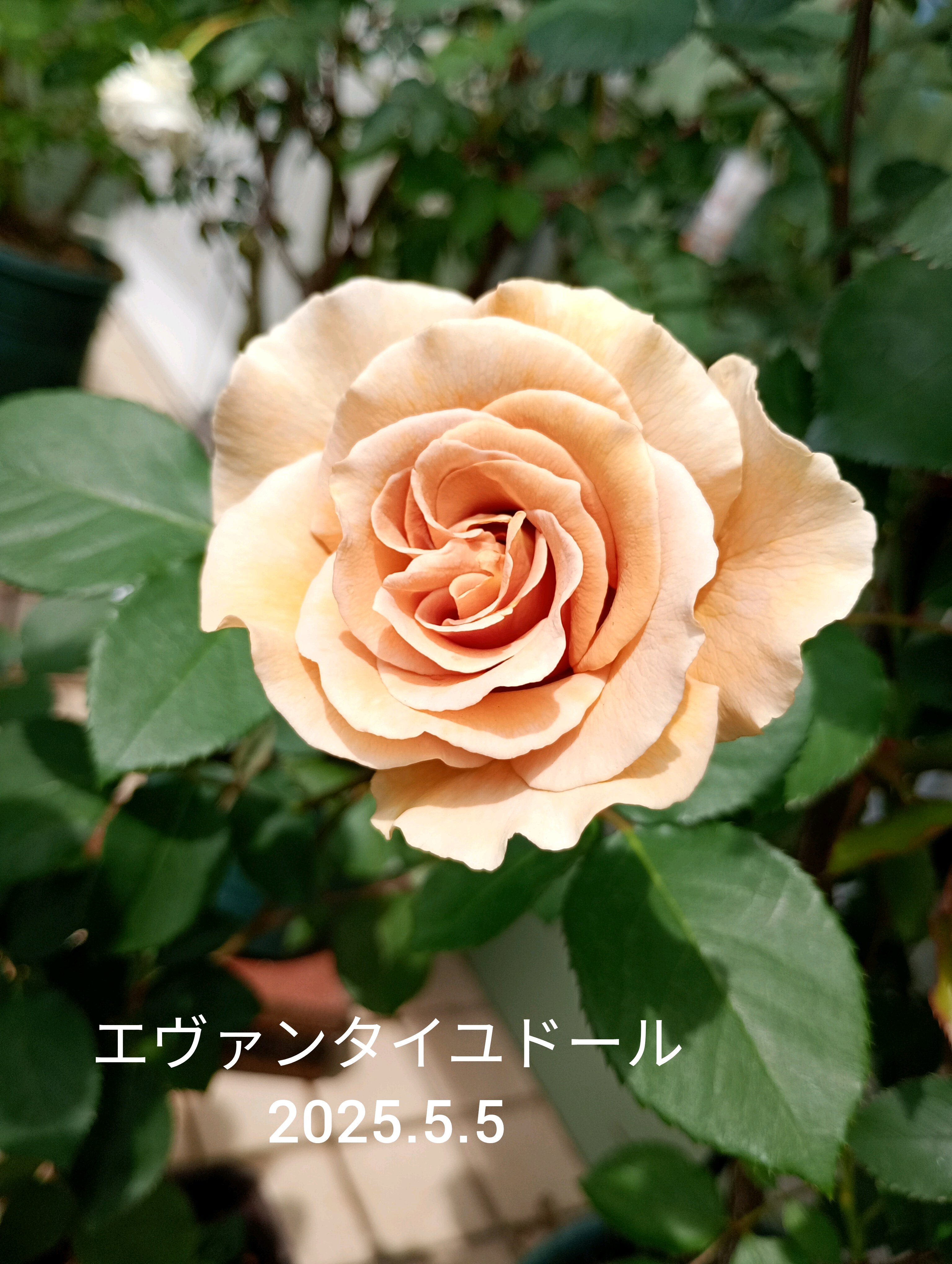 茶色、ベージュのバラ｜🍀GreenSnap（グリーンスナップ）