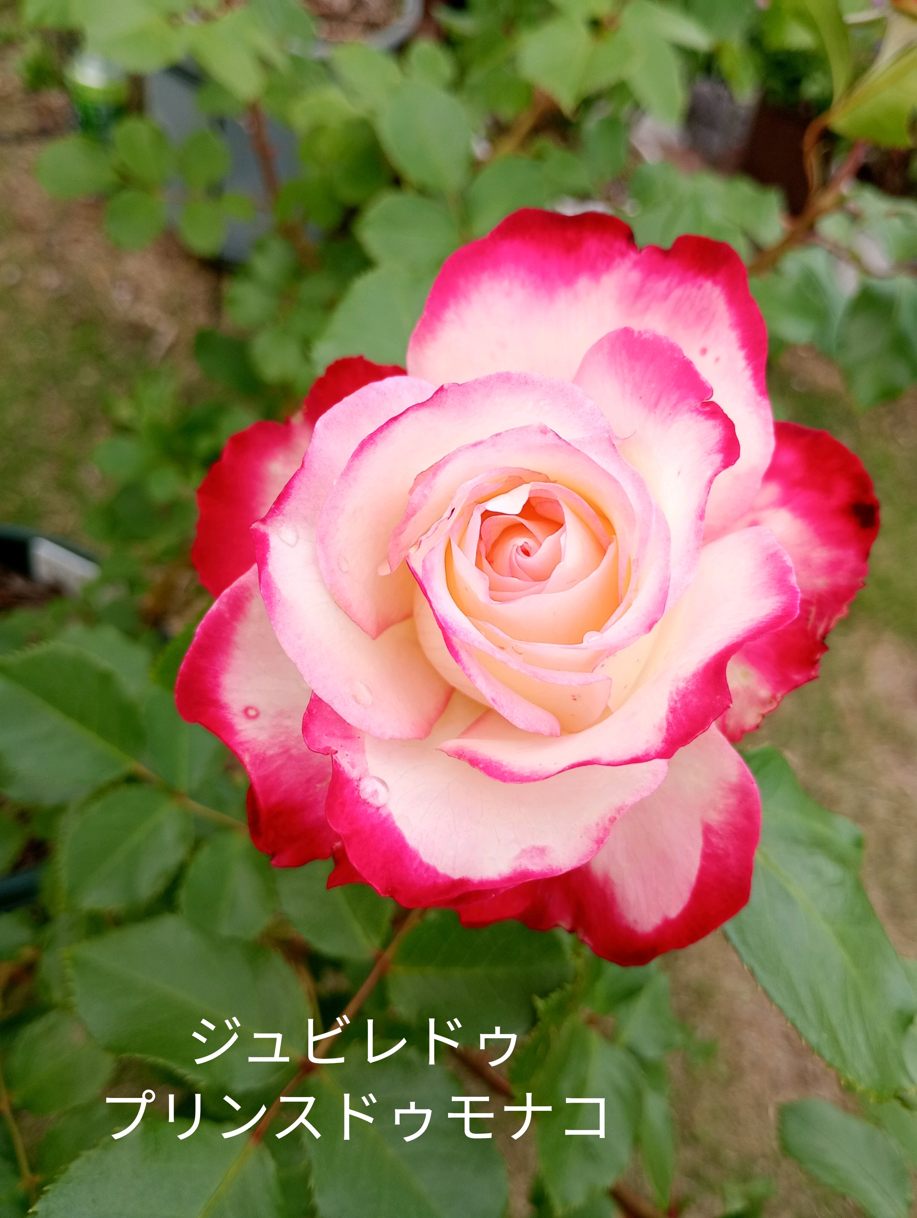 赤い薔薇｜🍀GreenSnap（グリーンスナップ）