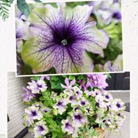 アリッサム,ツルニチニチソウ,ミニバラ,夕霧草,夕霧草の画像