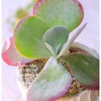 デザートローズ,多肉植物,可愛い,癒し,植物大好きの画像