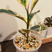 フィカス・ティネケ,植え替え,透明スリット鉢の画像