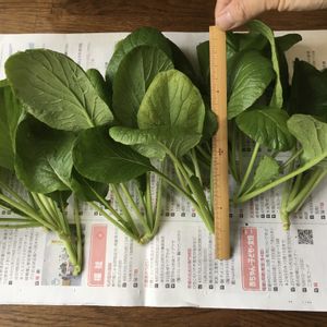 小松菜,ビギナー野菜,野菜成長記録,家庭菜園の画像