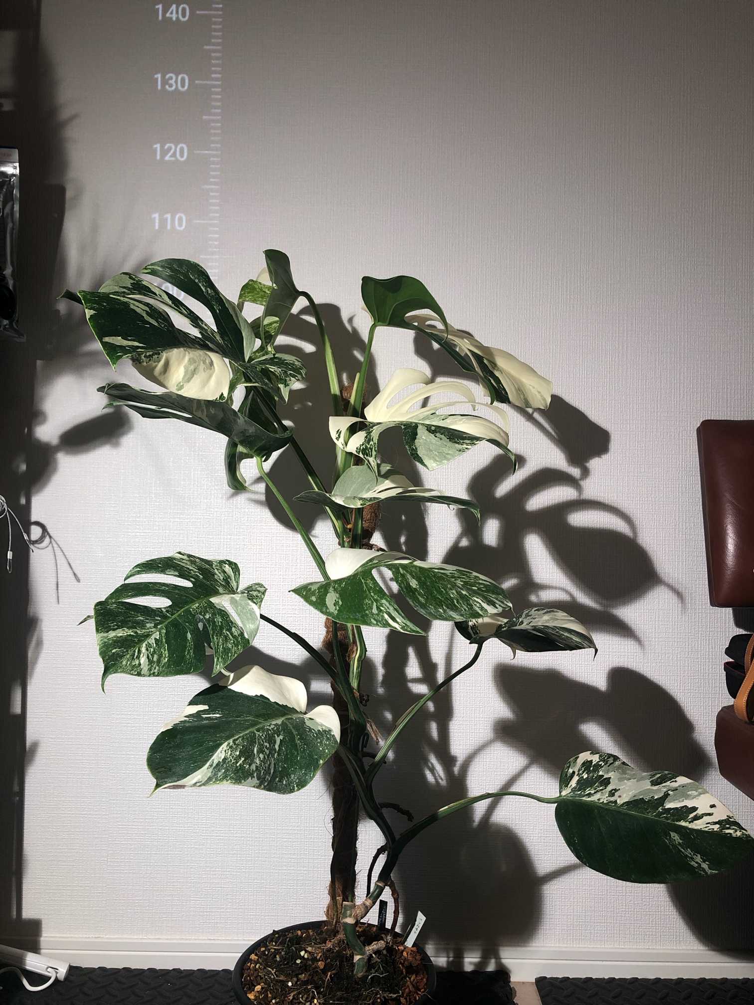 モンステラ ボルシギアナ ホワイトタイガー 成長記録｜🍀GreenSnap