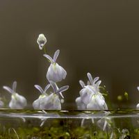 ウサギゴケ,ウサギゴケ,ウトリクラリア・サンダーソニー,ウトリクラリア・サンダーソニー,Utricularia sandersoniiの画像