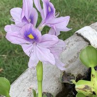 ホテイアオイ,ホテイアオイ,青い花,水辺の植物,沖縄の画像