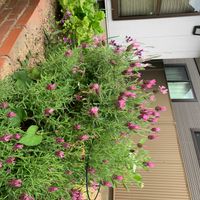 フレンチラベンダーの画像