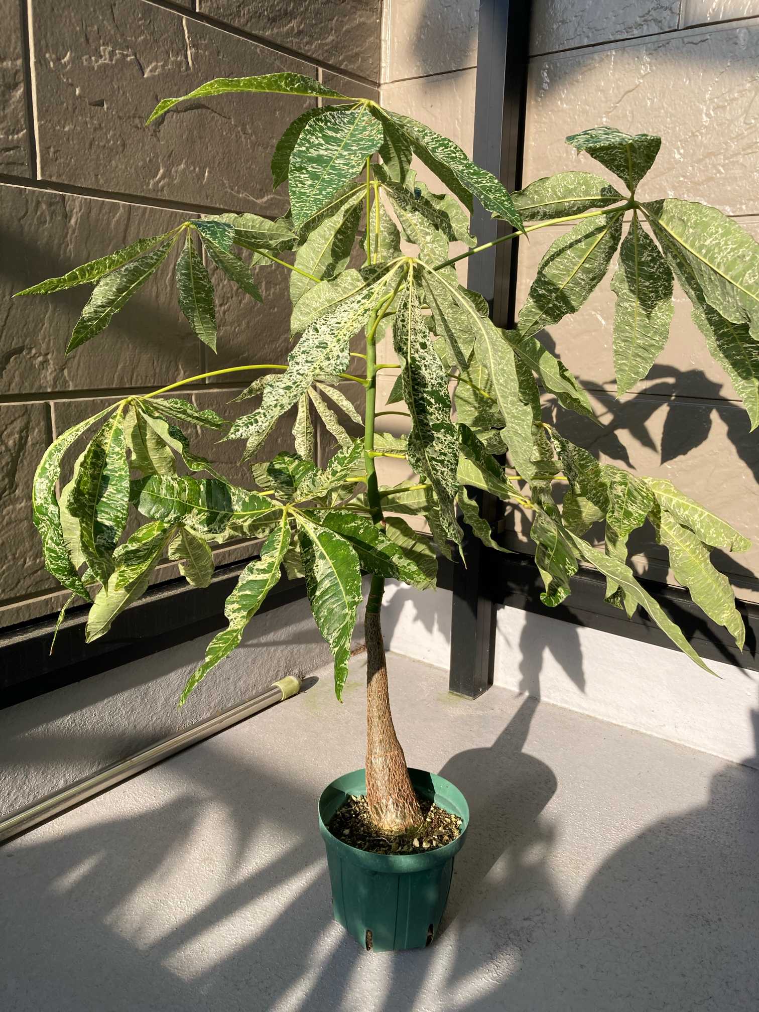 斑入りパキラ成長記録｜🍀GreenSnap（グリーンスナップ）