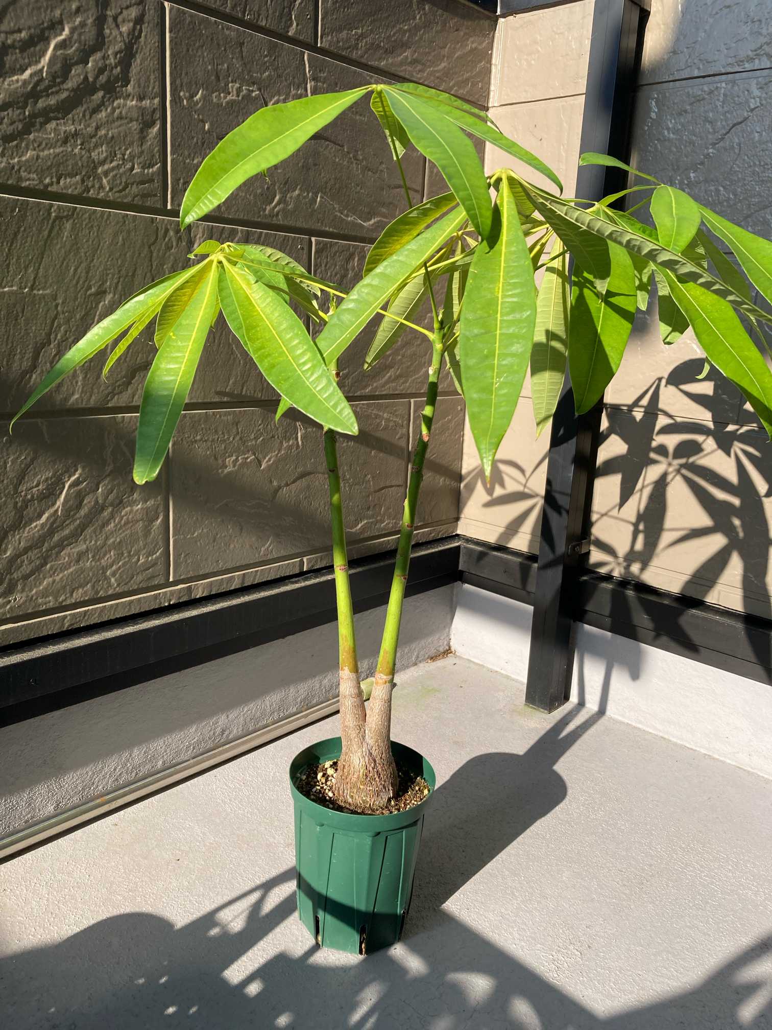 種から二股パキラ(2023年4月10日播種)｜🍀GreenSnap（グリーンスナップ）