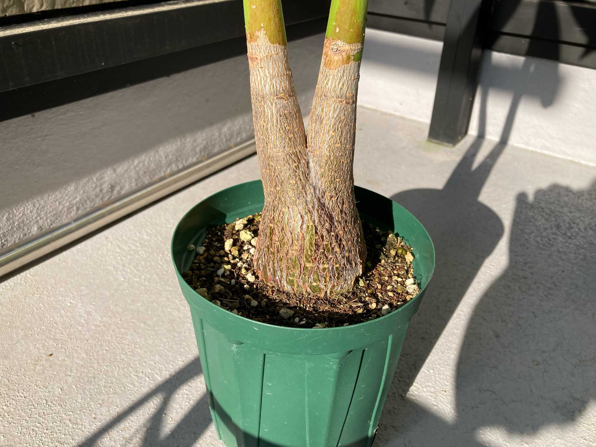 種から二股パキラ(2023年4月10日播種)｜🍀GreenSnap（グリーン