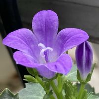 ベルフラワー,ベルフラワー,可愛い,紫の花,紫色の花の画像