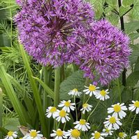 アリウム,ツユクサ,ホタルブクロ,ムラサキツユクサ,ジャーマンカモミールの画像