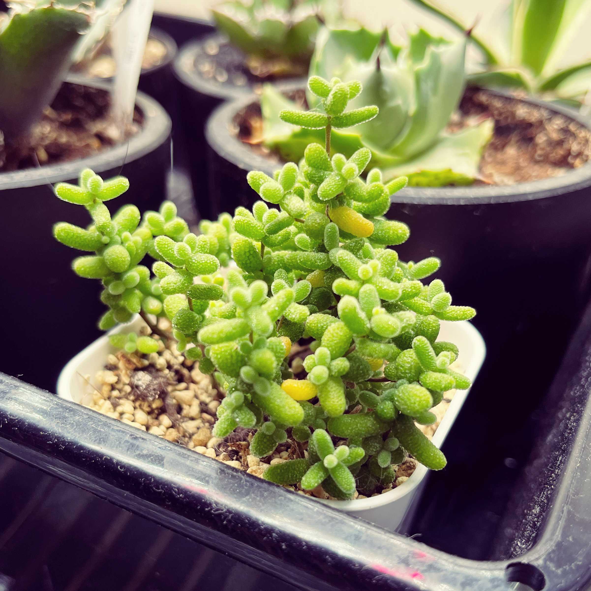ドロサンテマム の一覧｜🍀GreenSnap（グリーンスナップ）