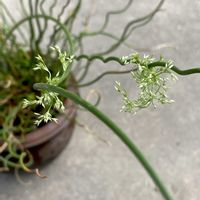 ラセンイ,ラセンイ,イグサ,ラセンイ(螺旋藺),ねじねじの画像