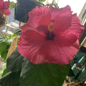 ハイビスカス,ハイビスカス,ポトス,ポトス,開花の画像