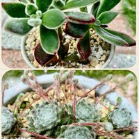 ハムシー,巻絹,多肉植物の画像