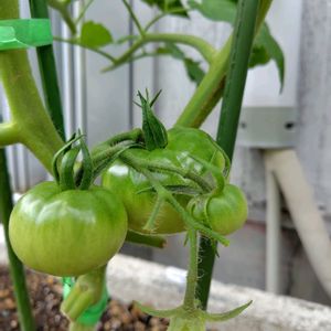 キュウリ,トマト,ピーマン,桃太郎,ツタンカーメンの画像