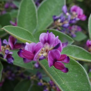 マメ科,植栽,在来種,われら樹木探検隊,お出かけ先の画像