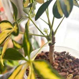 シェフレラ,シェフレラ・トリネッティ,観葉植物,初心者の画像