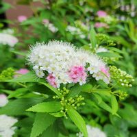 シモツケ ,源平シモツケ,庭の画像