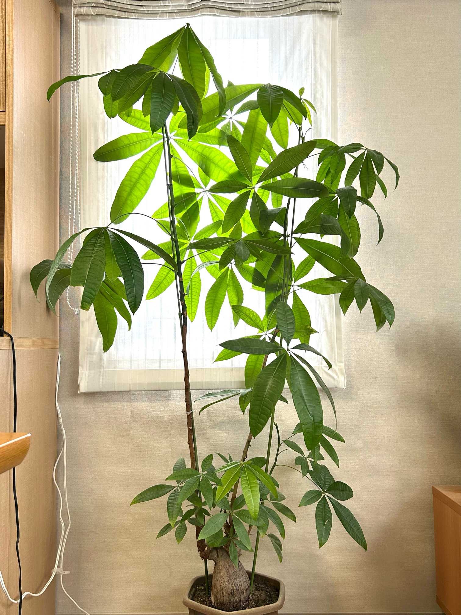 2021年7月25日生まれの パキラ No7 【公式通販】