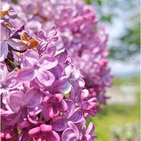 ライラック,カマッシア,ブルンネラ マクロフィラ,ちっちゃいものクラブ,美しく青きドヨウの画像
