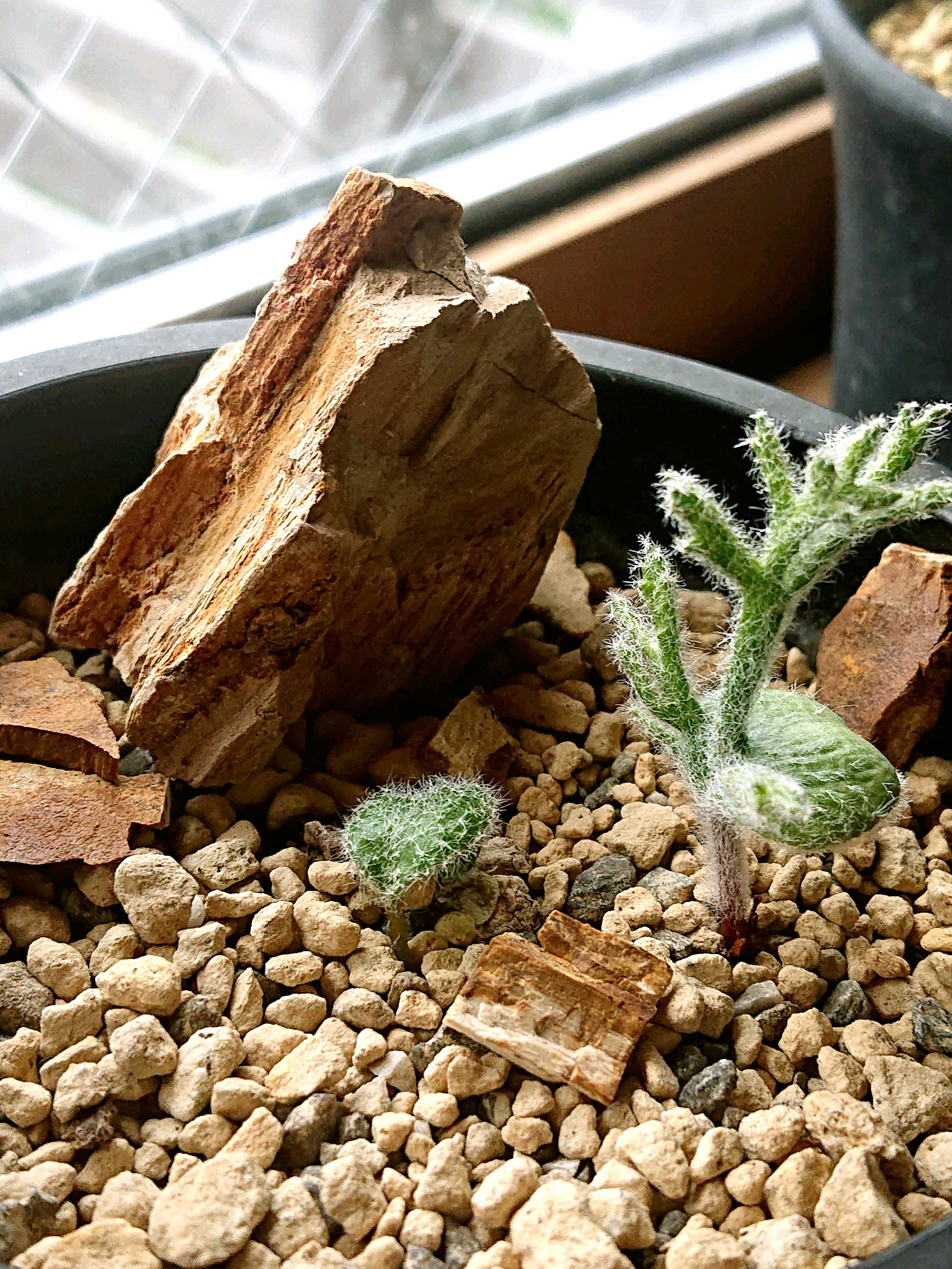 アボニア・クイナリア(大)　赤花　写真右の株です　冬型　コーデックス　塊根植物 多肉植物 caアボニア クイナリア (赤花アルストニー) 多肉