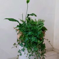 スパティフィラム,スパティフィラム・ドミノ,マランタ,ピレア　ミルクブランチ,観葉植物の画像
