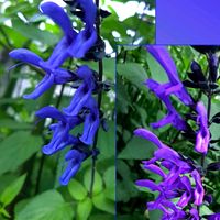 アサザ,サルビア・ガラニチカ,PWスーパーサルビア　ロックンロール,水生植物,繋がりに感謝✨の画像