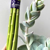 白鳳,白鳳(ベンケイソウ科/エケベリア属),多肉植物,エケベリア属,多肉大好きの画像