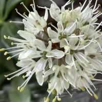 ギョウジャニンニク,ギョウジャニンニク,山野草,癒される〜,かわいい〜の画像