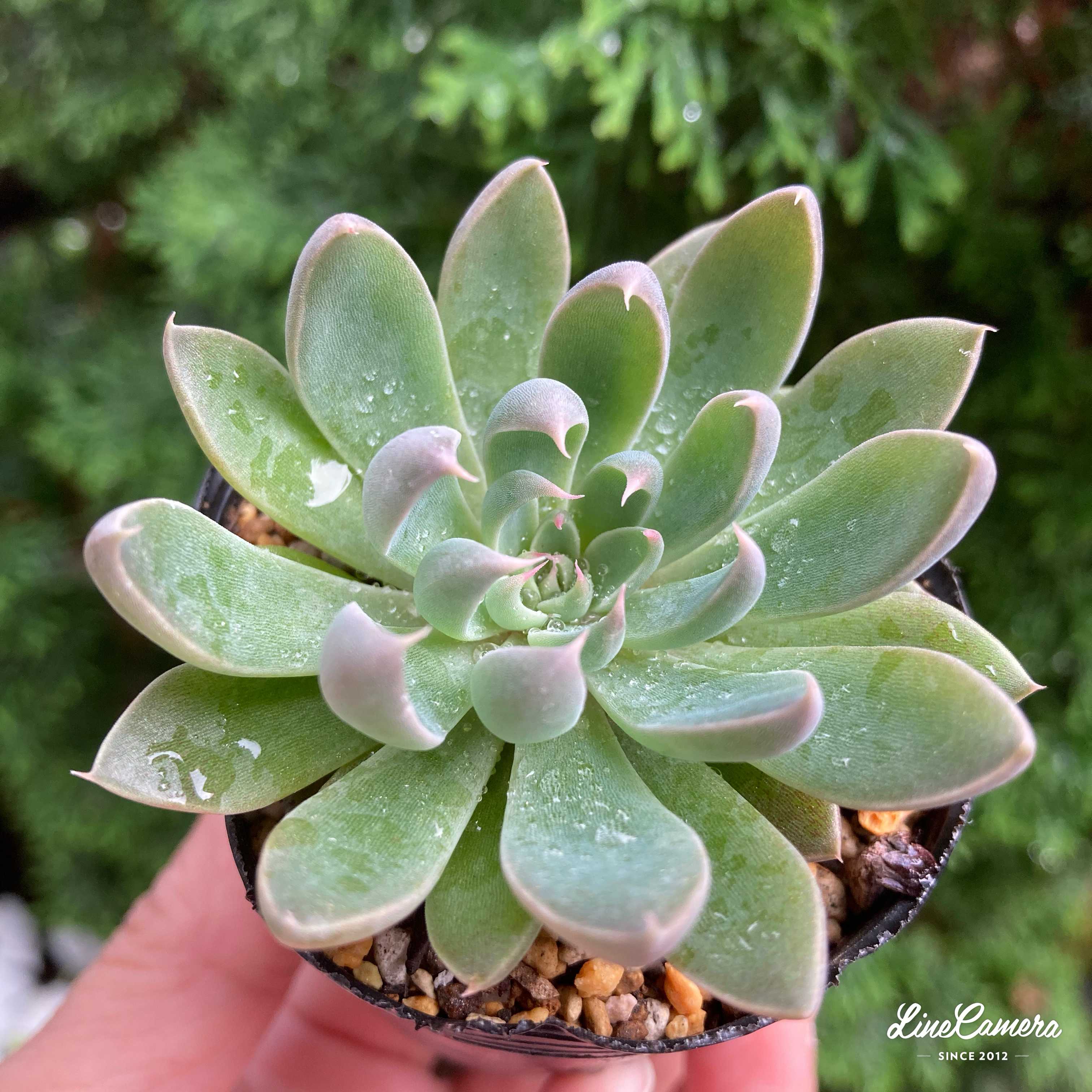 銀天女×ケッセルリンギアナの一覧｜🍀GreenSnap（グリーンスナップ）