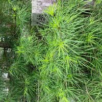 コウヤマキの画像