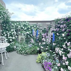 ブルーレースフラワー,ブルーレースフラワー,ラークスパー アールグレイ,ラークスパー アールグレイ,モナルダディディマ ダブルラベンダーの画像