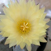 フランネルフラワー,フランネルフラワー,鸞鳳玉,鸞鳳玉,桔梗の画像