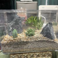 サボテン,ユーフォルビア・峨眉山,海王星,多肉植物,観葉植物の画像